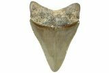 Serrated, Fossil Megalodon Tooth - North Carolina #311120-1